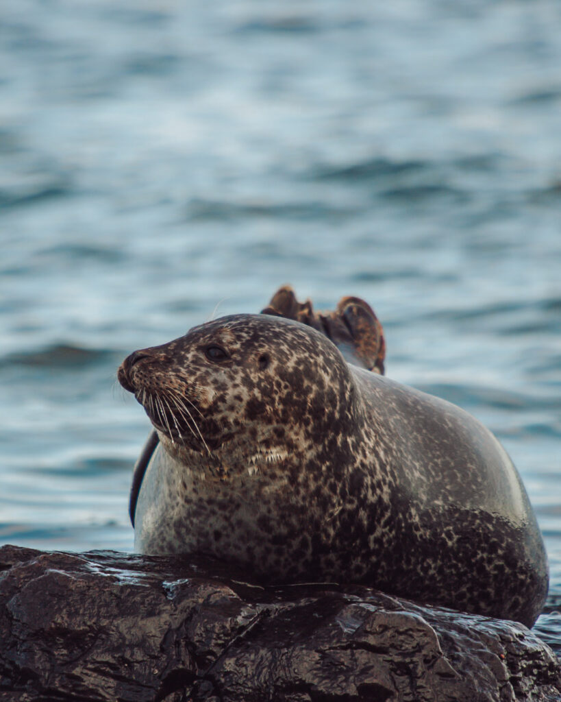 Foka pospolita odpoczywająca  i na półwyspie Snæfellsnes na plaży Ytri Tunga