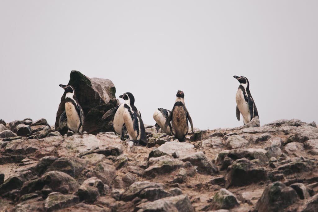 Rodzina pingwinów peruwiańskich na Islas Ballestas w Peru