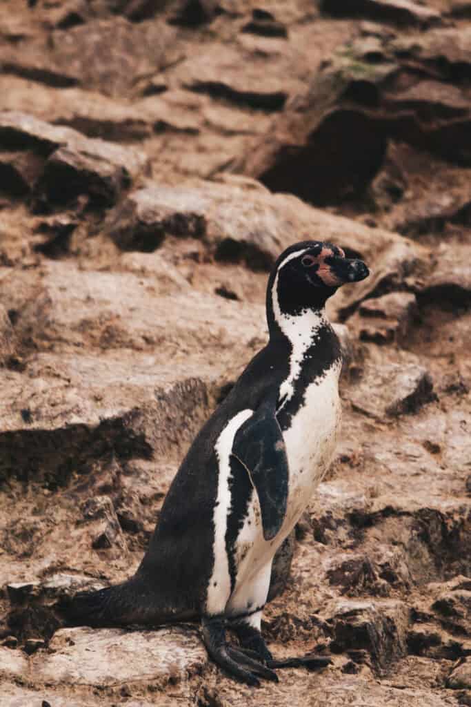 Dorosły pingwin peruwiański na Islas Ballestas w Peru