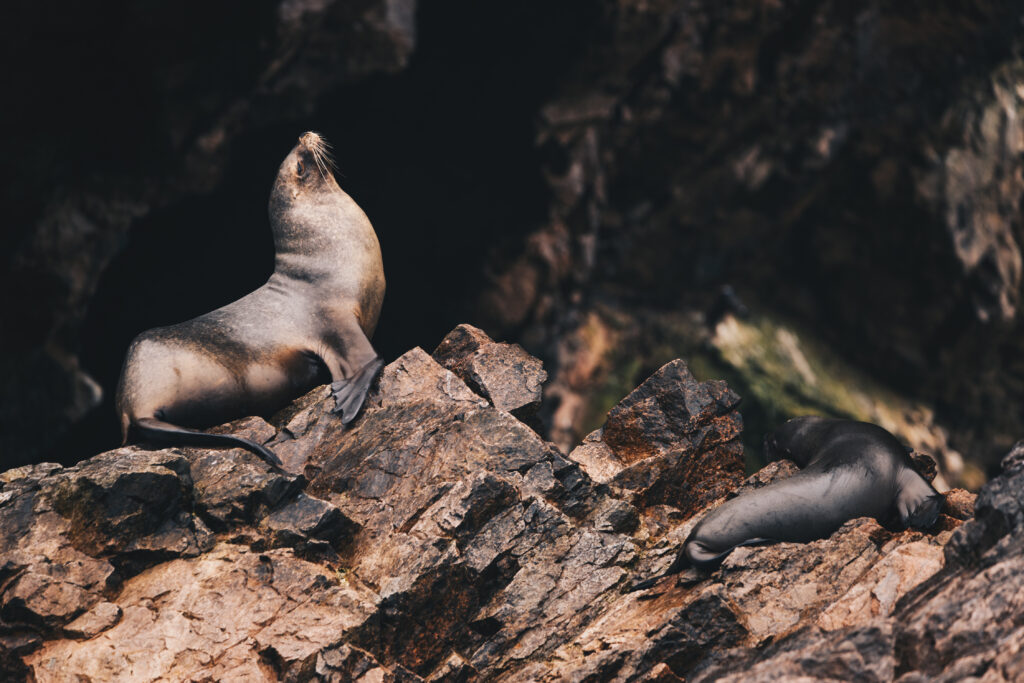 Lwy morskie odpoczywające na Islas Ballestas w Peru