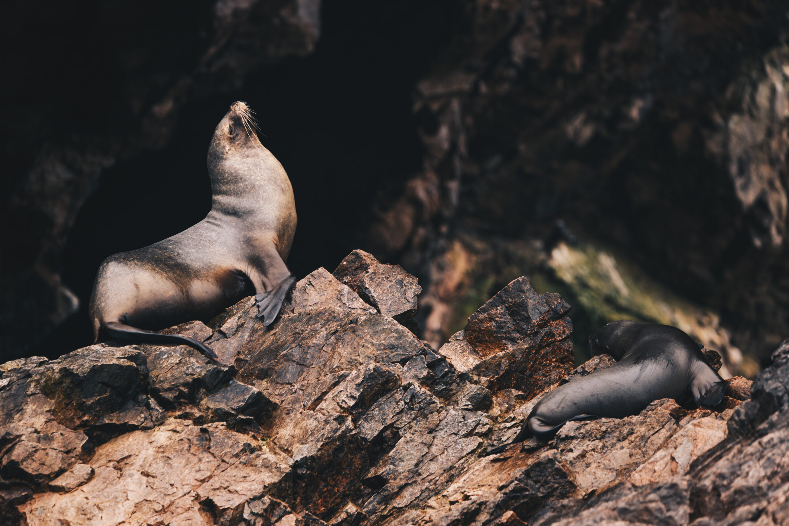 Foki czy lwy morskie? Które z nich spotkamy na Islas Ballestas w Peru?