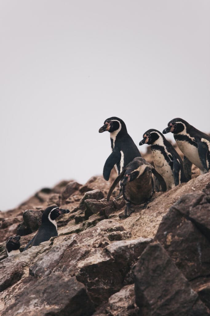Rodzina pingwinów peruwiańskich na Islas Ballestas w Peru