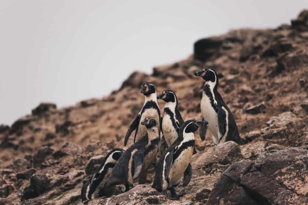 Rodzina pingwinów peruwiańskich na Islas Ballestas w Peru