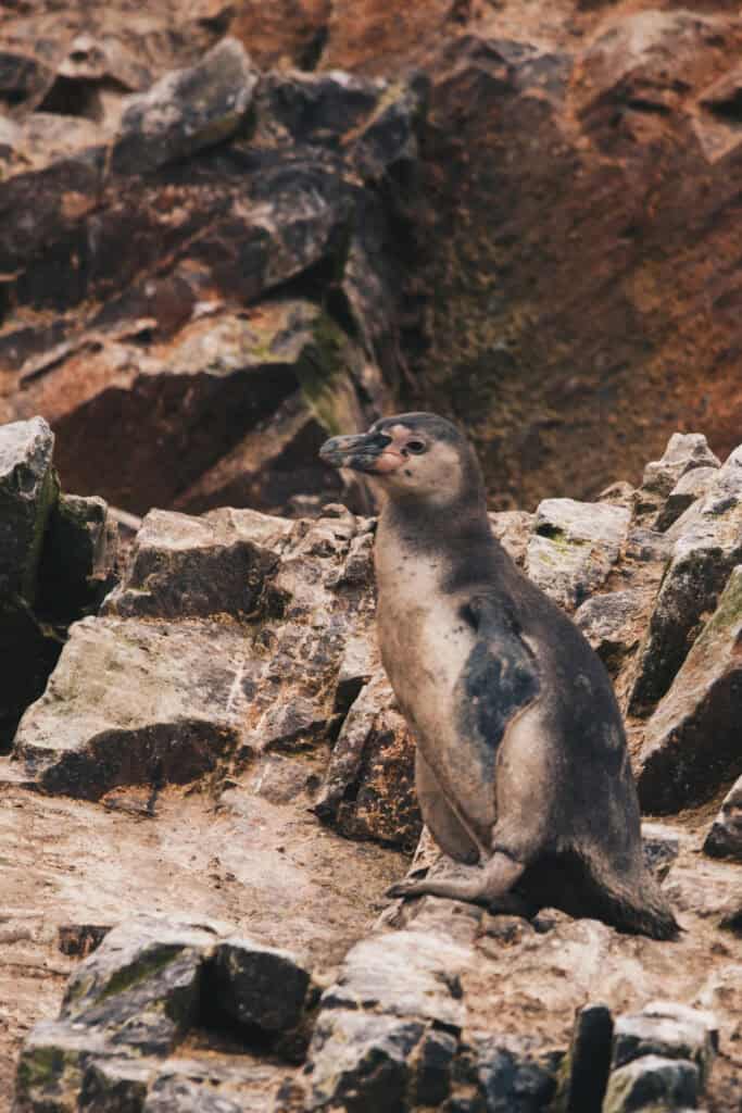 Młody pingwin peruwiański na Islas Ballestas w Peru