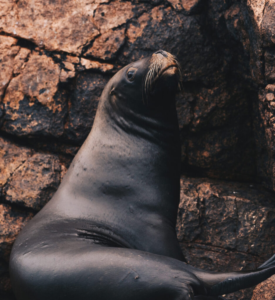 Samiec lwa morskiego na Islas Ballestas w Peru