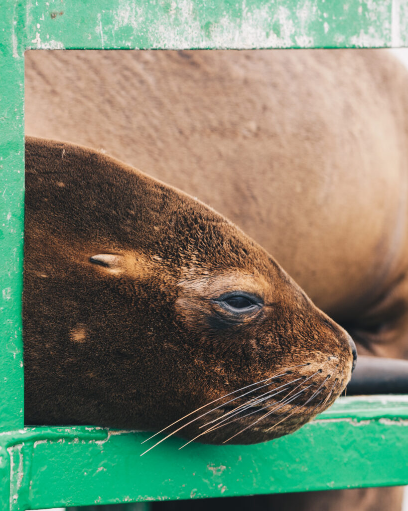 Lew morski odpoczywający na latarni morskiej w okolicach wybrzeża Paracas w Peru